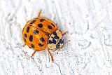 Asian Lady Beetle_P1200965